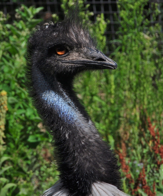 an emu
